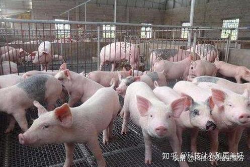 猪的常见病种类及其防治策略