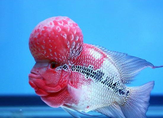 花罗汉种类，多彩多姿的水族珍品