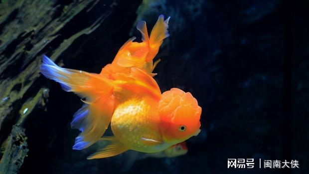金鱼的重量，探寻微小生物背后的科学奥秘