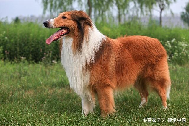 大型宠物犬种类，深入了解与选择指南