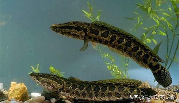养殖蛇种类及其特点