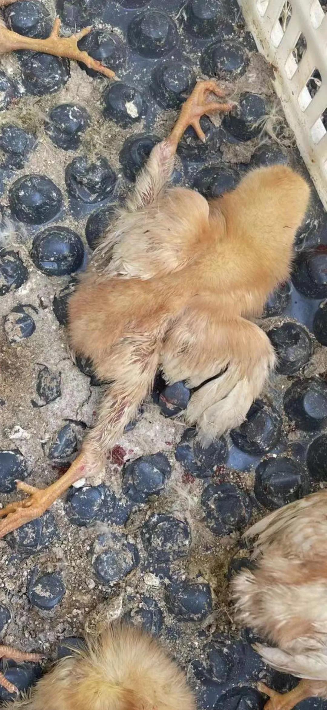 鸡疫苗的种类及其图片介绍