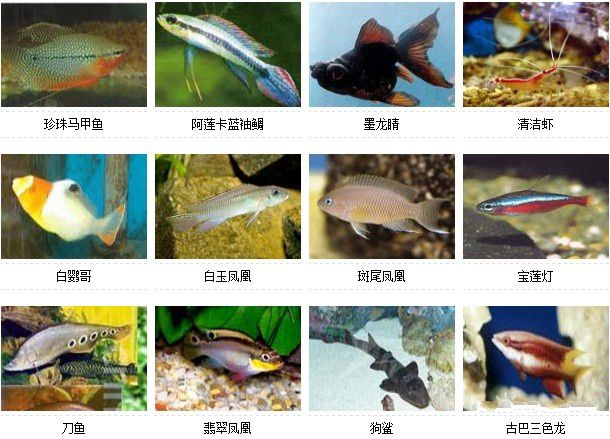 家养小鱼的种类及其特点