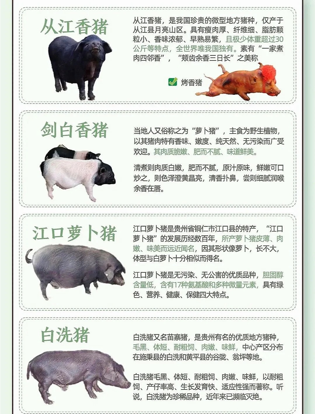 进口猪种类及其特点