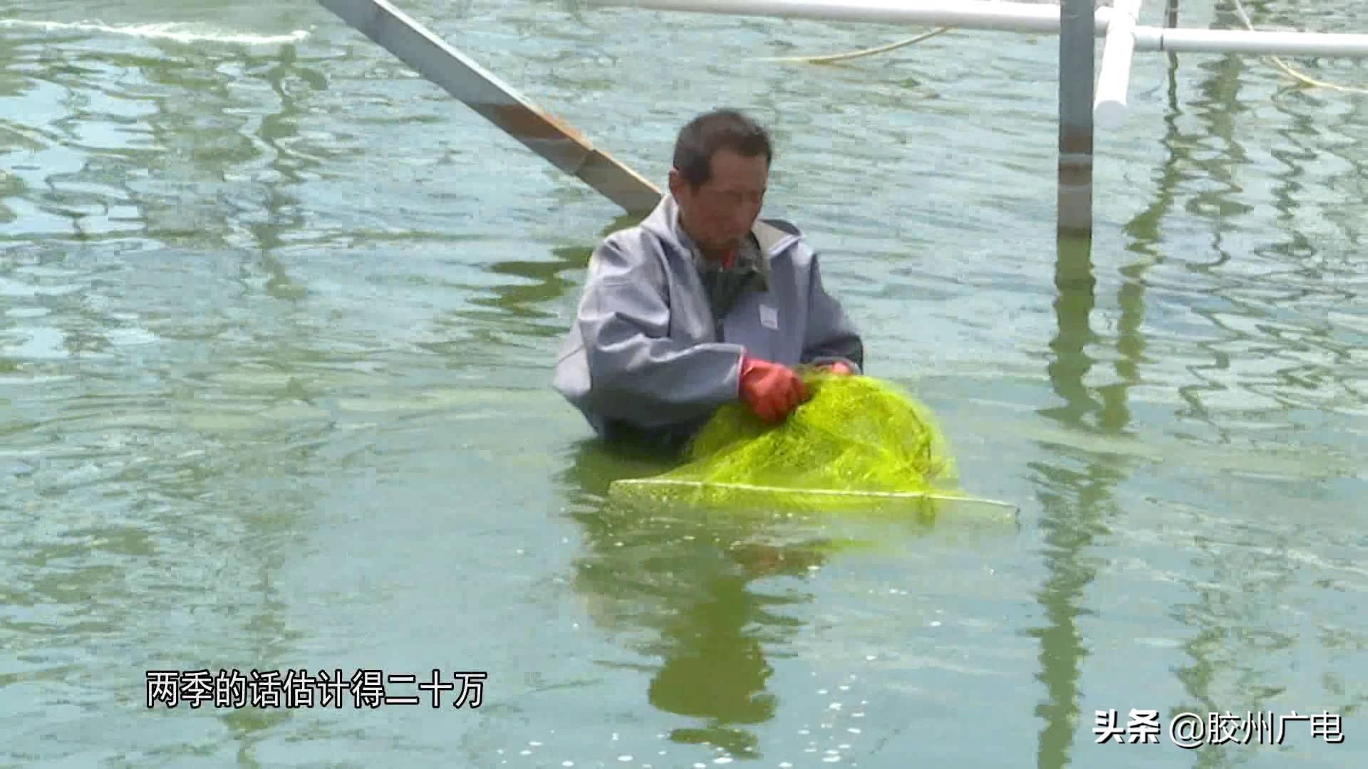 大棚对虾养殖技术与管理