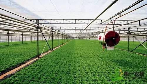 大棚养殖虾的食用价值与安全性探讨