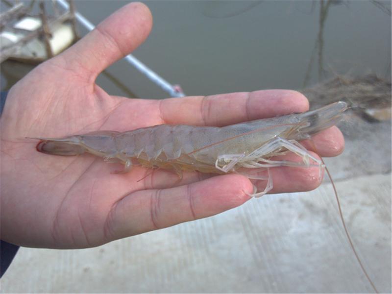 淡水大棚养殖南美对虾的技术与实践