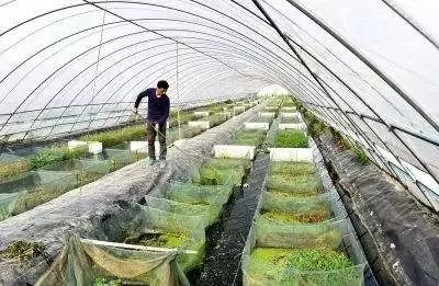 东北冬天玩扣大棚养鳖，一种创新的养殖模式