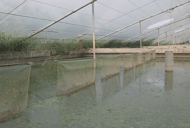大棚水泥池养殖淡水虾的技术与实践