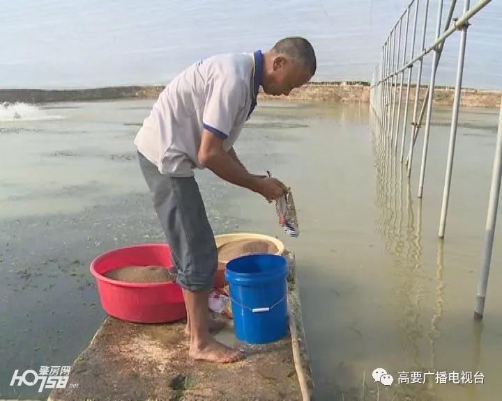 罗氏沼虾大棚养殖技术探讨