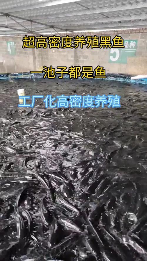 大棚水泥养殖黑鱼高密度技术探讨