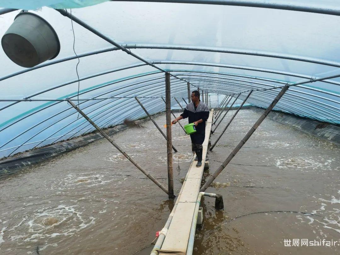 出租养虾大棚，开启高效水产养殖新篇章