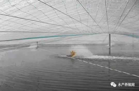 大棚水产养殖降温策略探讨