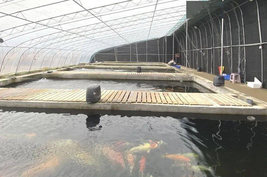 小型大棚高密度养鱼技术，现代水产养殖新模式