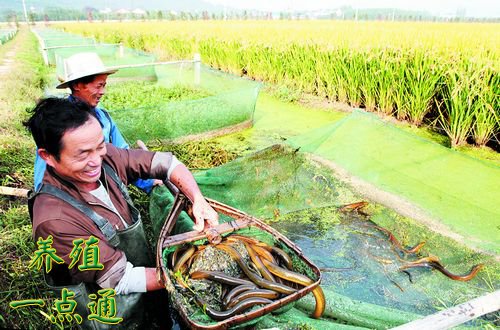 大棚养殖黄鳝全过程