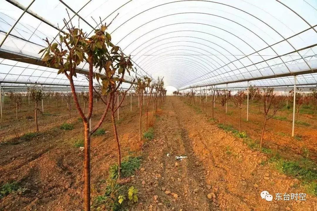 养殖甲鱼大棚建造，技术要点与策略分析