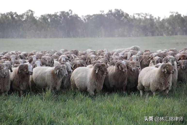 澳洲法律专业与移民前景探讨