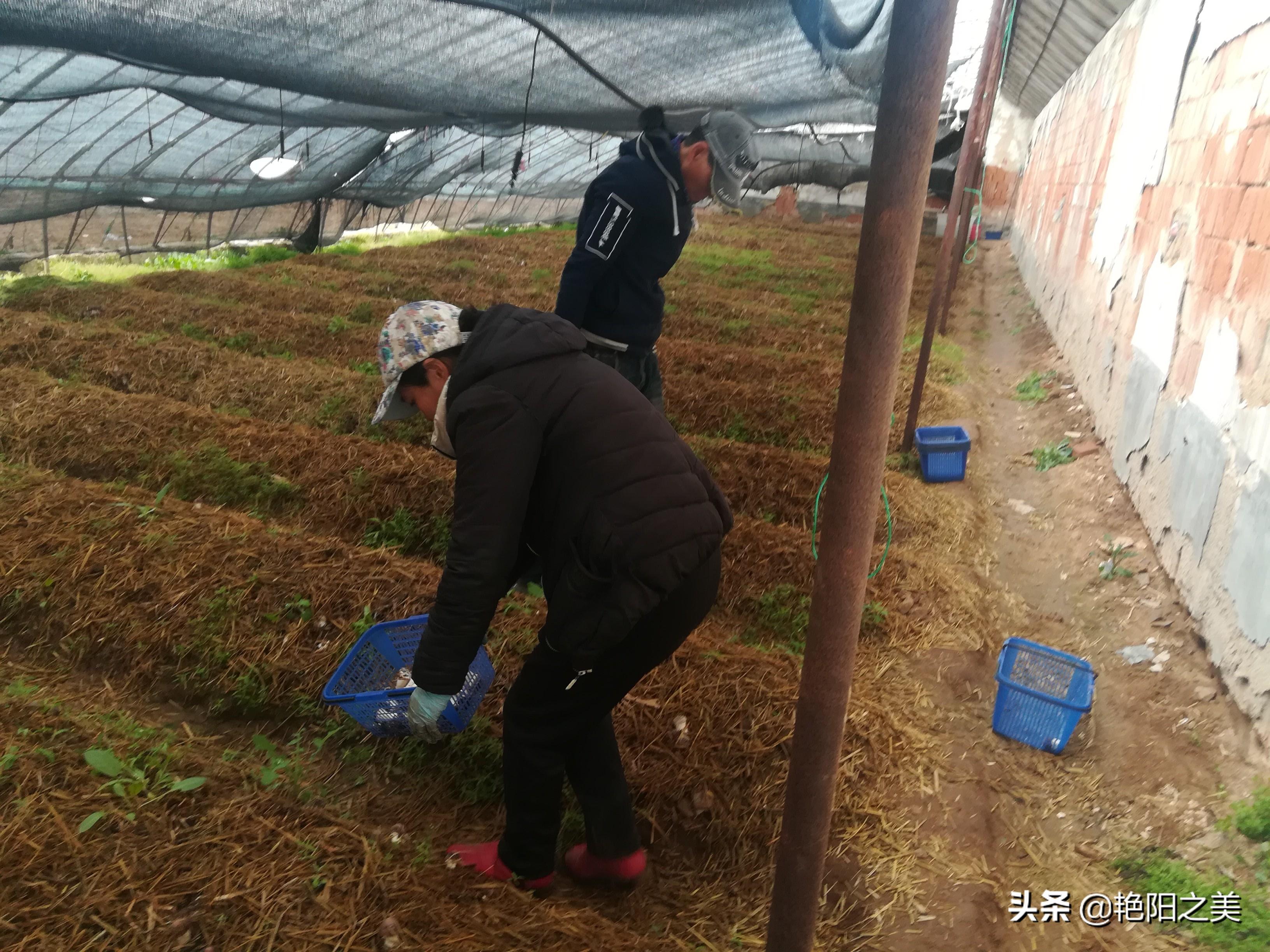 东北简易大棚过冬养殖，一种创新的农业实践