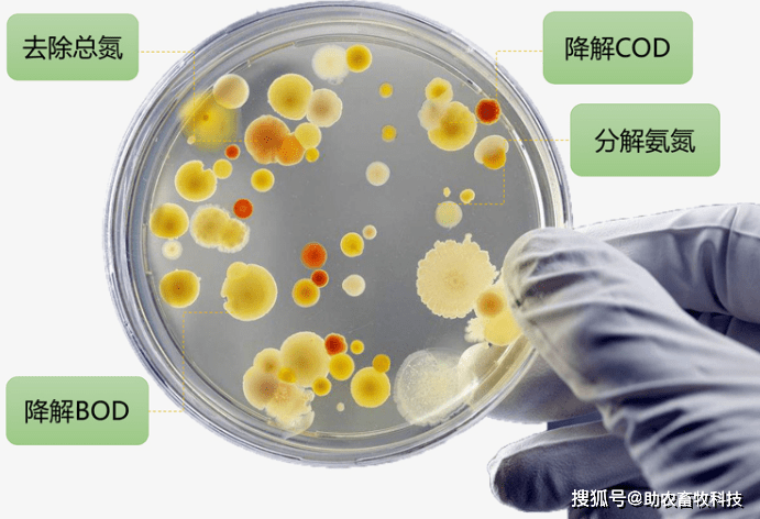 饮料中的菌，探索微生物在饮料制作中的奥秘