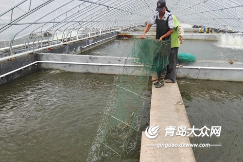 大棚虾养殖利润，探索与解析