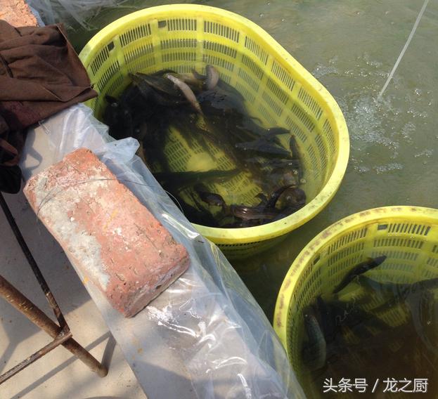 大棚增氧机的应用与优势