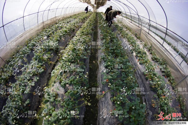 养殖冬用大棚，技术、优势与应用前景