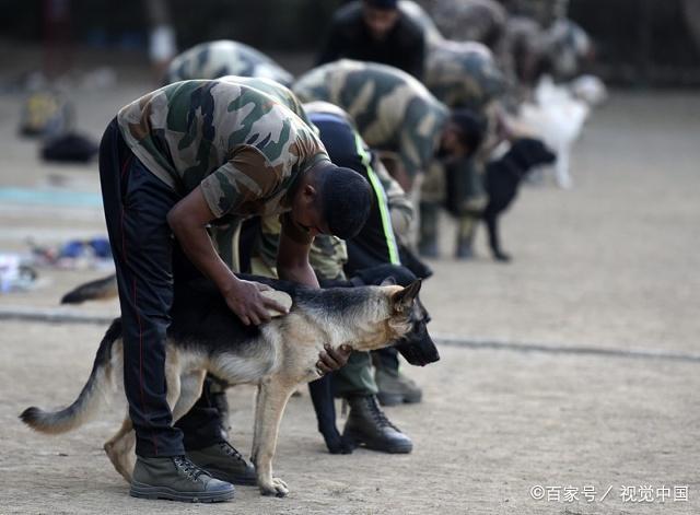 犬军待遇，超越传统认知的军事特殊群体关怀