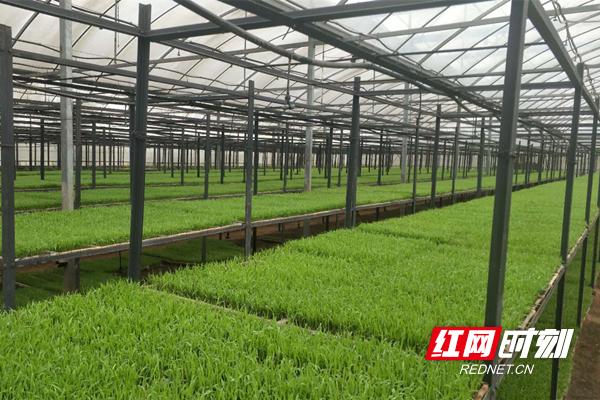 大棚冬季螃蟹养殖，技术、挑战与前景