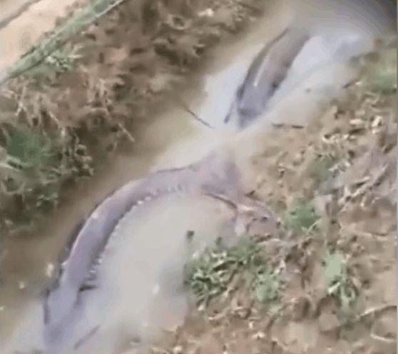 黑鱼大棚养殖技术视频，现代水产养殖的新篇章