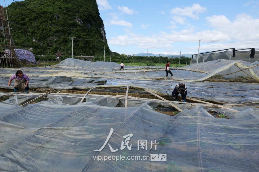 广西适合大棚养虾么，环境分析与可行性探讨