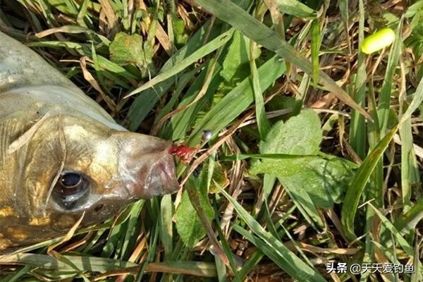 下雨天轮胎气压低的重要性及其影响