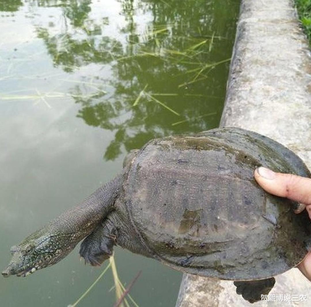 大棚甲鱼停食后的生死之谜