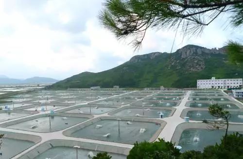大棚养殖大虾，现代水产养殖新模式