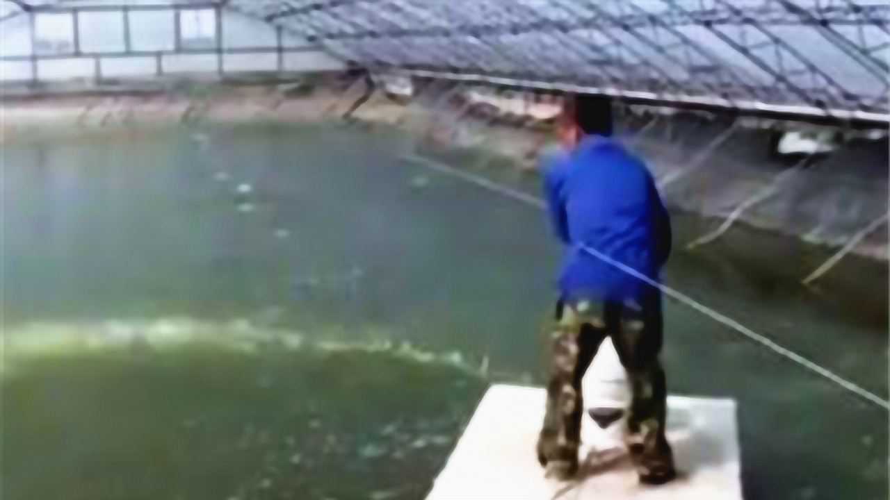 大棚养虾清洗，高效养殖与水质管理的关键步骤