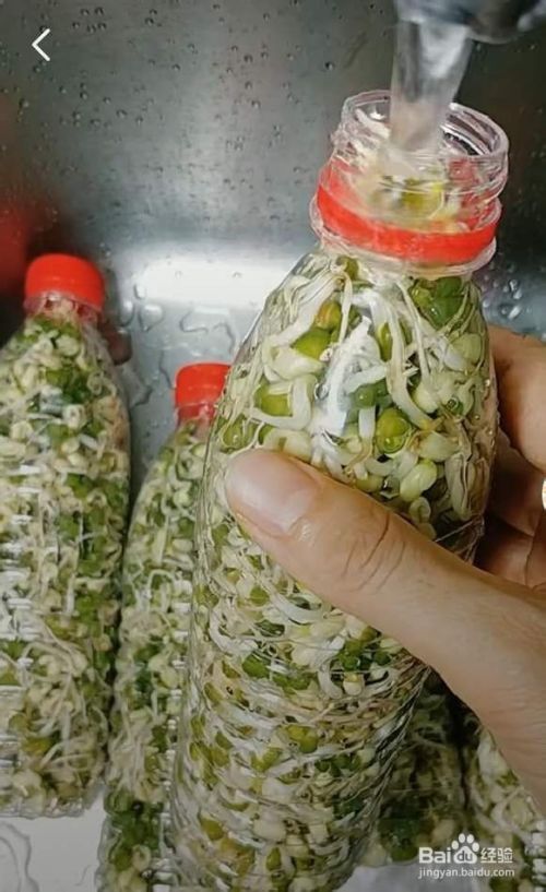 饮料瓶生豆芽的步骤详解