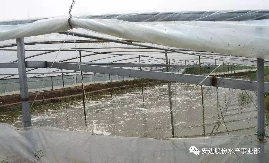 南美白对虾养殖建大棚——高效养殖新模式探讨