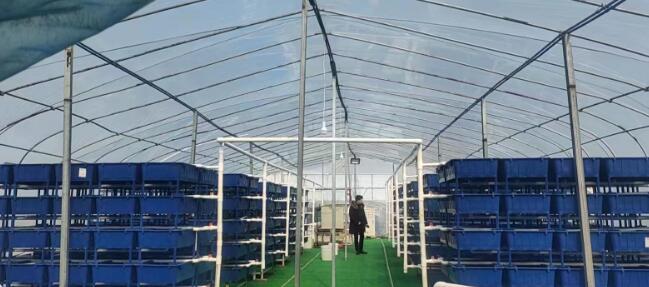 甲鱼工厂化大棚养殖，探索与实践
