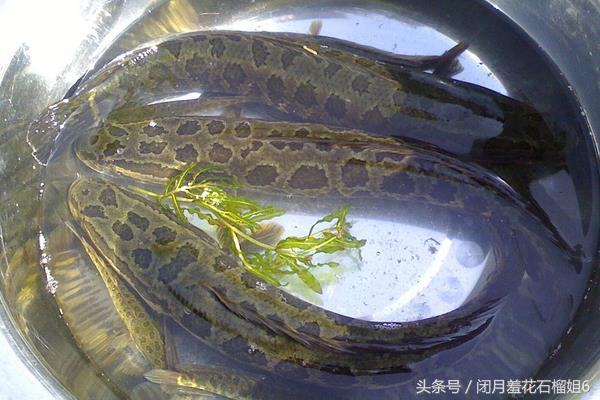 大棚养黑鱼的利润探究