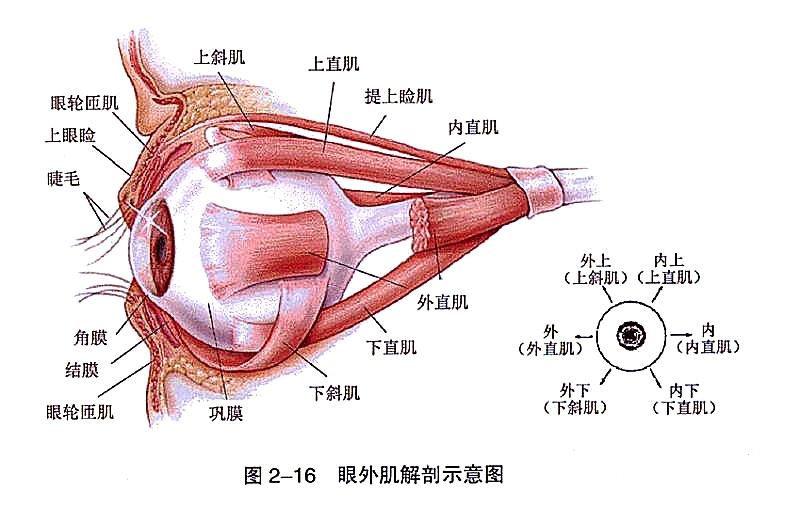 上海儿童斜视眼科专家解析斜视问题及其治疗策略