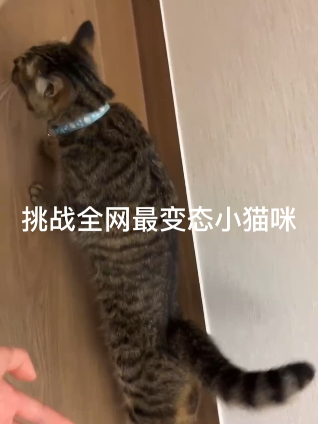 网络新宠，变态快爬表情包