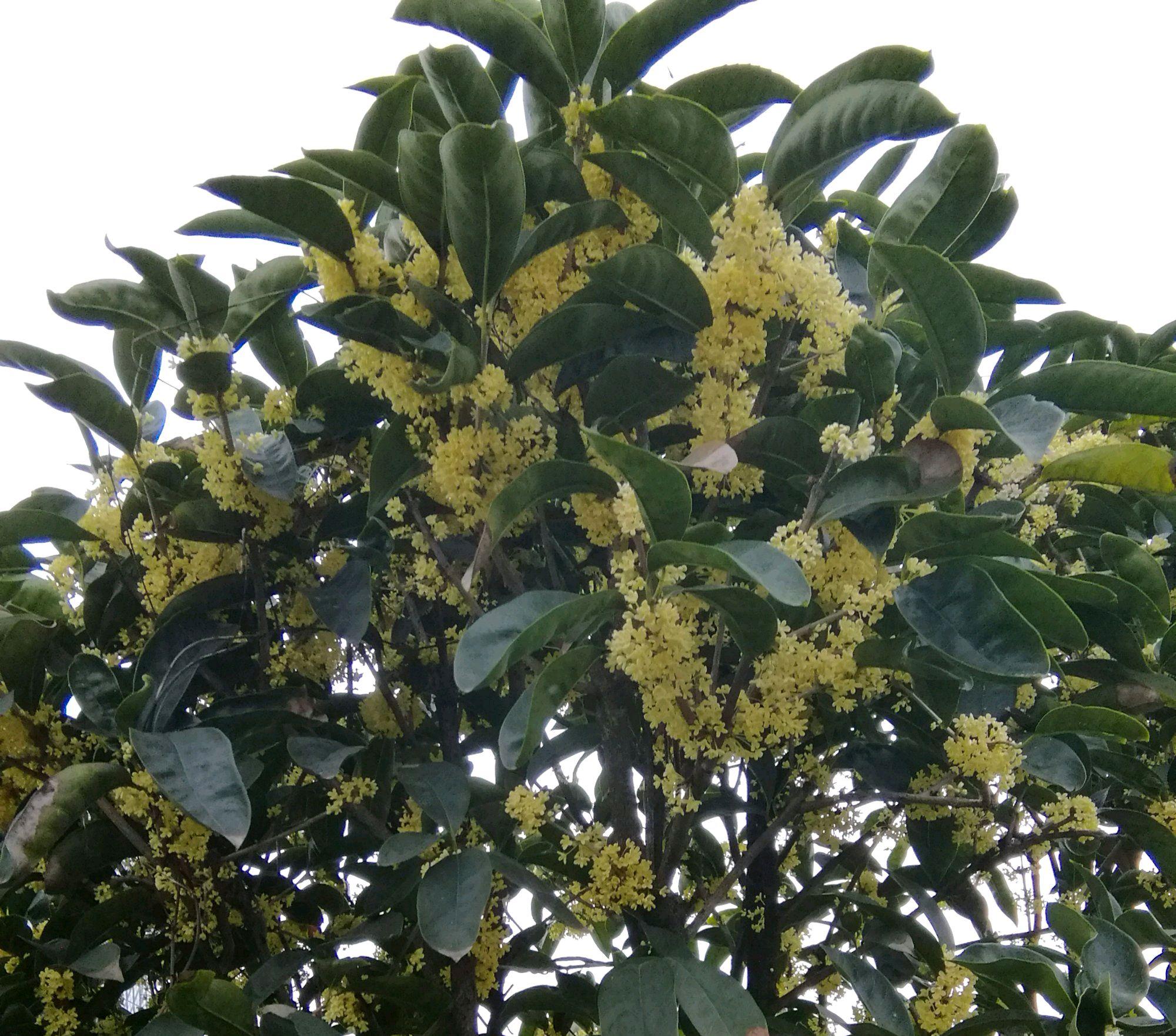 南京桂花的品种及其独特魅力