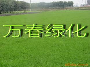 高羊茅草品种繁多，各具特色