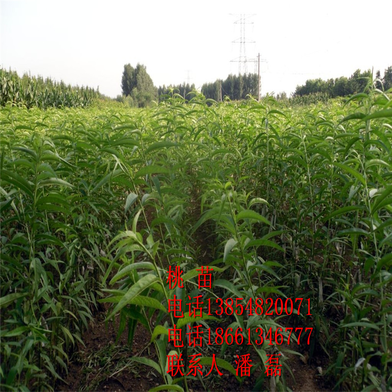 中国苗木品种，丰富多样与独特魅力