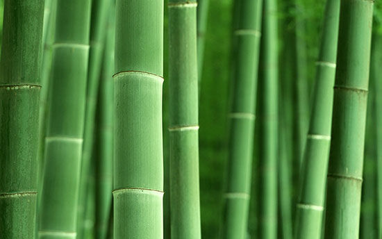 竹子的品种规格，多样性与独特性的探讨