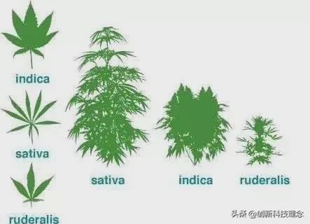 龙爪槐品种繁多，各具特色，究竟哪种品种最好，需要根据不同的需求和场景来判断。本文将介绍几种常见的龙爪槐品种，并分析它们的优缺点，以帮助读者选择最适合自己的品种。