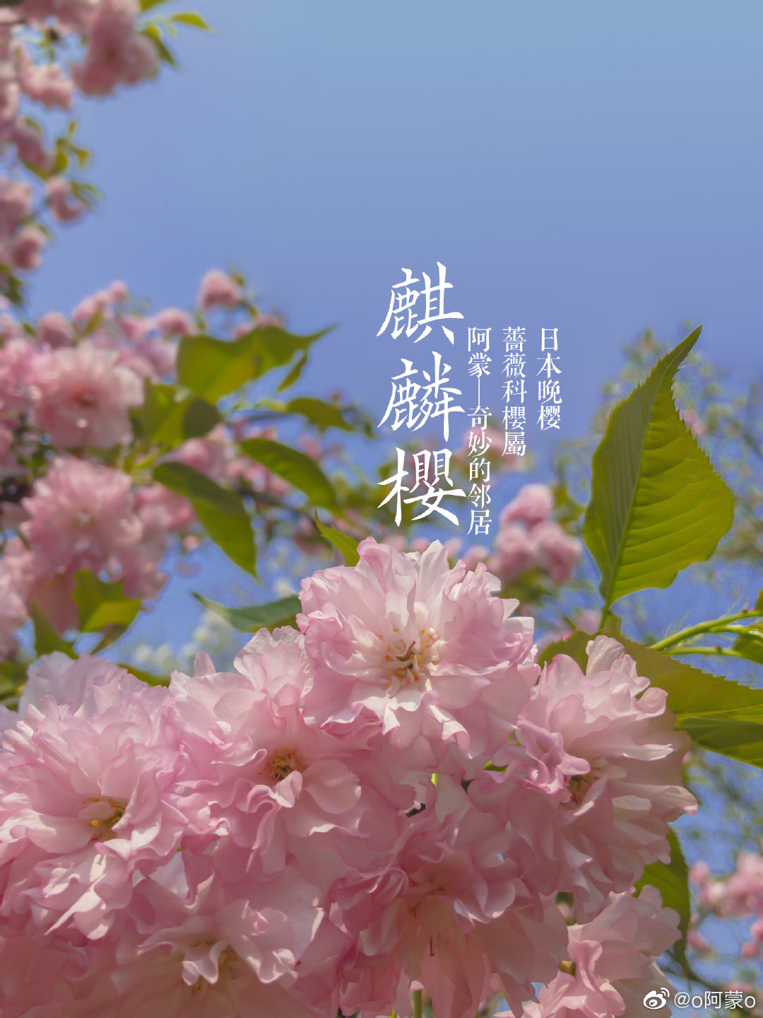 樱花的品种与种类，探索樱花的多样性