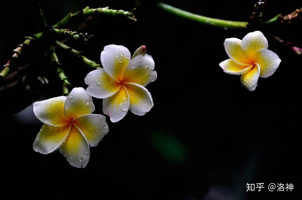 鸡蛋花简介——热带之花的风采
