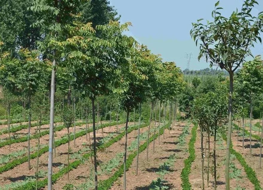 平常绿化栽植树木的品种