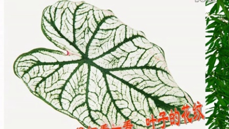 中班美术教案，树叶照片
