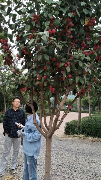 北美品种哪个好——深入解析与对比研究